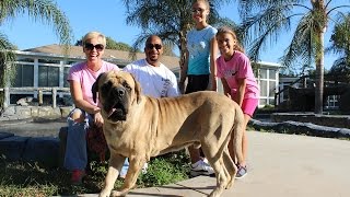 Incredible English Mastiff Huge Puppy for Adoption [upl. by Edras]