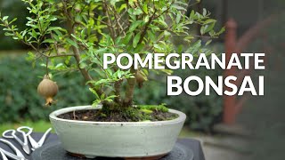 Making a Pomegranate Bonsai tree [upl. by Eittel]