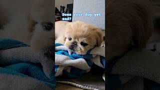 Sad Pekingese because Dadda went to work 😭🐶 pekingese shorts cutepuppy [upl. by Nawotna]