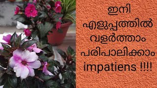 Care and propagation of Impatiens Balsam plant [upl. by Emorej]