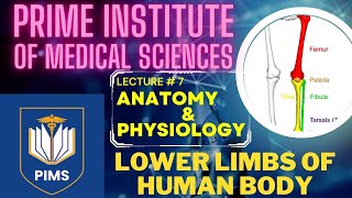 LOWER LIMBS OF HUMAN BODY  Anatomy and physiology  B category  LHV [upl. by Dolores]