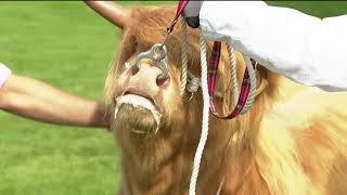 Royal Highland Showcase  Highland Cattle Highlights  Day1 [upl. by Ellirehs374]