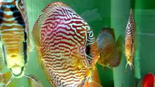 Discus huynh turquoise rouge piwowarski [upl. by Oirevas]