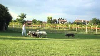 Shaggy the Beauceron herding sheep [upl. by Huberty]