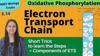 Super Easy way to Learn Electron Transport Chain  Short Trick  NEET Biology [upl. by Auqinehs]