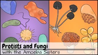 Protists and Fungi [upl. by Ramal]