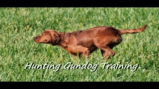 Hunting Gundog Training [upl. by Korten]