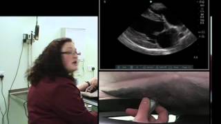 IMV imaging cardiac ultrasound video 4  Right parasternal long axis 4 chamber view [upl. by Kandy]