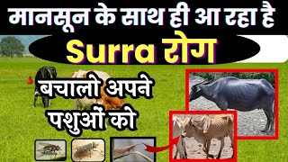 बारिश के साथ ही आ रहा है सर्रा रोग Surra in Cattle 😱 बचालो 😇 surra disease in cattle Buffalo [upl. by Arihay]