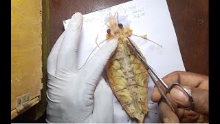 Dissect and display the nervous system of prawn [upl. by Melosa]