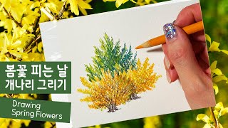 개나리 그림 🌼 면봉색연필로 호다닥 Drawing Forsythias [upl. by Kwan111]