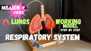 Respiratory system model lungs working model science biology medical NakulSahuArt [upl. by Eugirne]