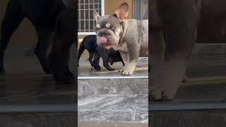 Beast ghana puppy africandog bulldog africa frenchiesociety dogbreed pets doglover dogs [upl. by Maritsa]