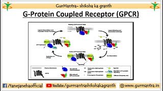 CELL SURFACE RECEPTOR IN CELL SIGNALING  G PROTEIN COUPLED RECEPTOR [upl. by Nostaw]