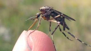 American Giant Mosquitoes [upl. by Rudy]