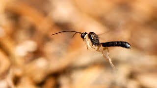 Guêpe parasite de fourmis Neoneurus sp [upl. by Nealson888]