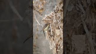 A beautiful Sunbird Nesting  photography  wildlifephotography  telugodu [upl. by Nalyak859]