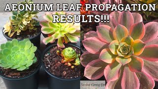 Aeonium Leaf Propagation RESULTS [upl. by Ianej]