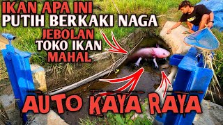 Temukan Ikan Hias Termahal Sebanyak Ini Jebolan Tampungan Toko Ikan Hias [upl. by Ayikaz]