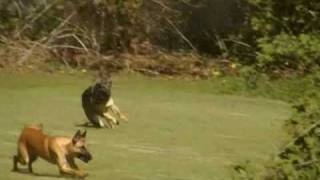 German Shepherd and Belgian Malinois try out Lure Coursing [upl. by Gertrude]