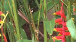 Heliconia rostrata Lobster claw plant [upl. by Cornela981]