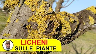 LICHENI SULLE PIANTE [upl. by Ylyl]