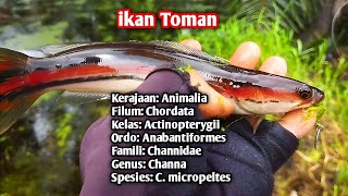 Ribuan ikan Toman makan gerombolan anak gabus habis dalam sekejap [upl. by Akinajnat135]