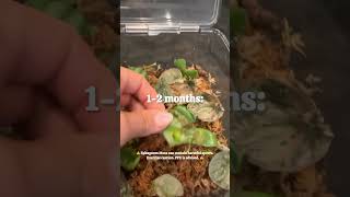 Watermelon Peperomia propagation by leaf cutting 🤩 Details in the comments SUBSCRIBE for more 💚 [upl. by Odicalp261]