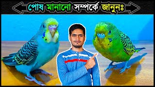 বাজরিগার পোষ মানানো সম্পর্কে যা জানতে হবে 🔥 Before Budgie Taming All You Need To Know ⚡ Jactok [upl. by Karissa812]