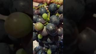 Grapes fresh from the garden fruit [upl. by Ameerahs982]