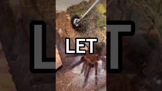 CRAZY Tarantula FEEDING 😱🥴🕷️ arachnid spider tarantula tarantulakeeper arachnids [upl. by Ellenehc]