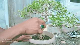 bonsai pohon Inai atau kapasan pacar kuku Dayanbonsai [upl. by Neerod]