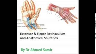 Anatomy  E amp F Retinaculum and Anat Snuff Box  DrAhmed Sameir [upl. by Eninnej]