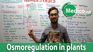 Osmoregulation in plants  Homeostasis  Lecture 02 [upl. by Sheelagh887]