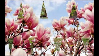 tapeciarniapl Darmowe tapety na pulpit MAGNOLIA [upl. by Ballou]