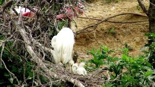 Egret Siblicide Behavior [upl. by Enelrad]