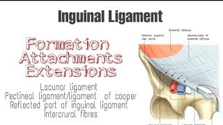 Inguinal ligament  Formation Attachments and Extensions [upl. by Lletnuahs]