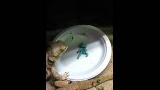 Bearded Dragons Eating Hornworms [upl. by Harness905]