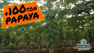 Cultivo de papaya en huertas con producción de más de 100 toneladas [upl. by Adnowat]