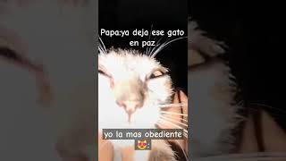 sigue potasio🗿👌🏼•perdón por casi no subir videos UnU apoyoplissssssssssssss gato meme potasio😋😋 [upl. by Initsed]