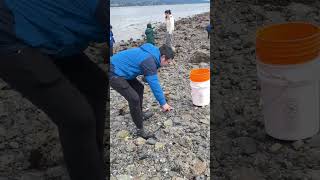 加拿大 BC省 Nanaimo 挖生蚝｜Nanaimo 挖生蚝正确位置｜Digging oysters in Nanaimo BC Canada [upl. by Cud]