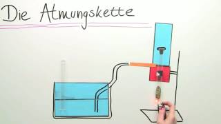 ATMUNGSKETTE  ENERGIEGEWINNUNG IM MITOCHONDRIUM  Biologie  Stoffwechselbiologie [upl. by Lleuqram]