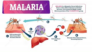 شرح محاضرة الباراسيتولوجي malaria اولى تمريض [upl. by Tema398]