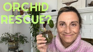 Repotting ORCHID Rescue Can We SAVE IT❓❗️⛑🤞🪴 [upl. by Eidurt552]