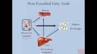 Lipid Fat Metabolism Overview Animation [upl. by Nwahsar]