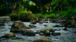 4K Forest River  Stream Sounds for Sleeping  No Birds  Relaxing Nature Video [upl. by Nadaha]