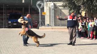 Jandarma Köpeği Tetik [upl. by Eiramanad]