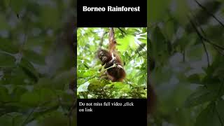 3 días mágicos navegando la selva de Borneo para ver orangutanes 🦧 uno de los bosques amazónicos más importantes del mundo Este viaje empezó volando hasta el aeropuerto de Pangkalan Bun donde nos estaban esperando indonesiaimpression para llevarnos hasta el Puerto de Kumai desde ahí adentrarnos al parque nacional Tanjung Puting Días mágicos totalmente desconectados sólo escuchando la selva observando vida salvaje y admirando la galaxia en las noches en este Klotok    indonesiaimpres [upl. by Tutankhamen]