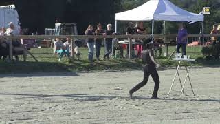 La Gacilly Folles journées du cheval Seydouba Camara fait le show [upl. by Selby]