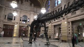 Dippy On Tour  Dippy the Diplodocus Dinosaur  Kelvingrove Art Gallery amp Museum  Glasgow 4KUHD [upl. by Rawdan]